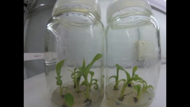 Banana saplings growing in Ficus Biotech tissue culture lab смотреть онлайн