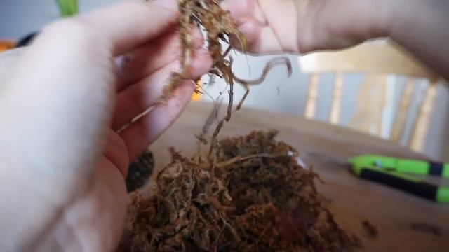 Пересаживаем орхидею дракулу, обе две смотреть онлайн