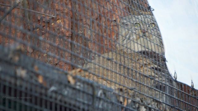 Манул Шу прогулялся по вольеру и уселся наблюдать за гостями. Ленинградский зоопарк смотреть онлайн
