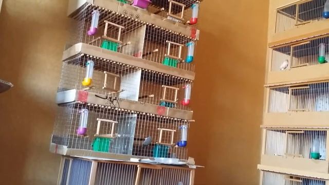 Канарейки Мозаика. Красные Муаровые Канарейки Пение моих птиц! Canary Singing смотреть онлайн