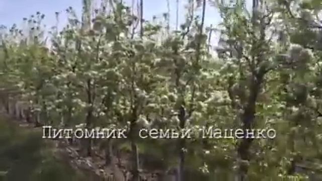 Груша Яблунивська - питомник Маценко смотреть онлайн