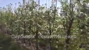 Груша Яблунивська - питомник Маценко