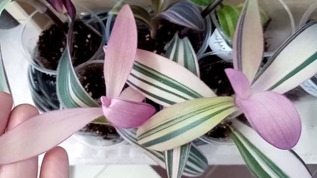 Выставка цветов!/И снова масса заманчивых комнатных растений! смотреть онлайн