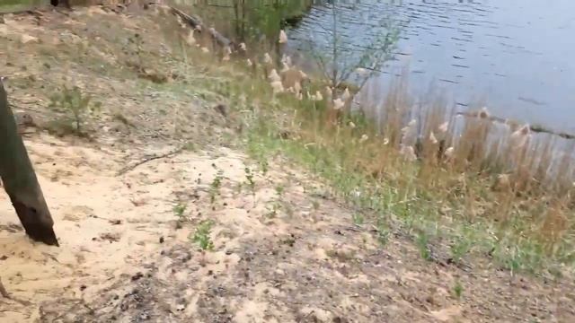 CF MOTO X5, в Себеж 5 , нынче Сосновый Бор смотреть онлайн