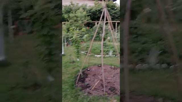 Фасоль вьющаяся. Шалаш под фасоль. Отправить