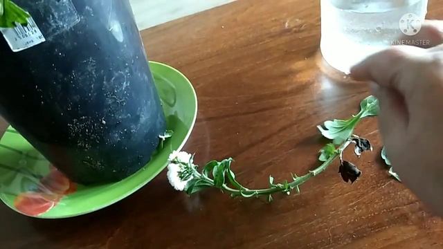 Мультифлора . 2 способа осеннего черенкования.