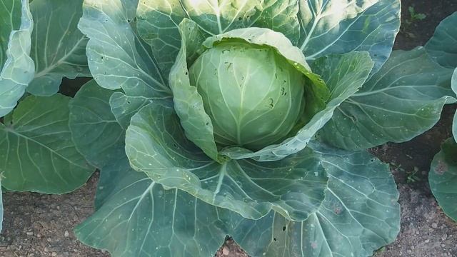 ВИТАМИННАЯ БОМБА ДЛЯ РОСТА КАПУСТЫ!!! ОГРОМНЫЕ КОЧАНЫ ЗАВЯЖУТСЯ В МИГ ОТ ЭТОЙ ПОДКОРМКИ В ИЮЛЕ!!! смотреть онлайн