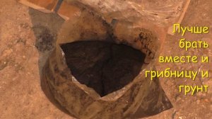 Как вырастить грибы в ДОМАШНИХ УСЛОВИЯХ? Выращивание шампиньонов.