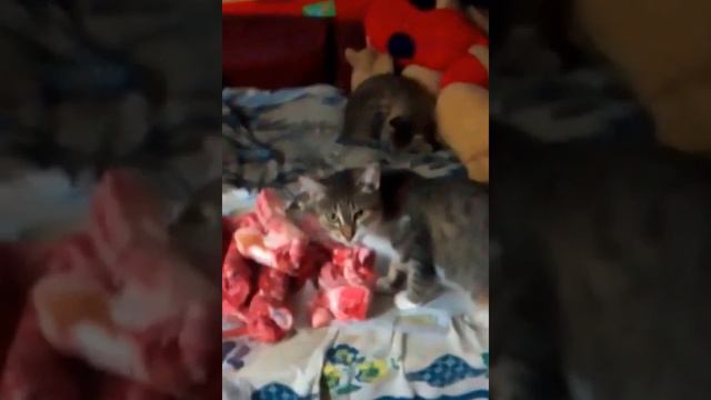 кот и мясо смотреть онлайн