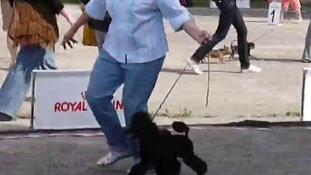 4 В-ка Центр "Ребус" 27.05.2012г. той-пудели юниоры смотреть онлайн