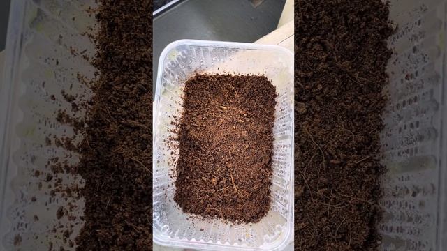 Гортензии из семян!!!06.10.23