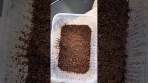 Гортензии из семян!!!06.10.23