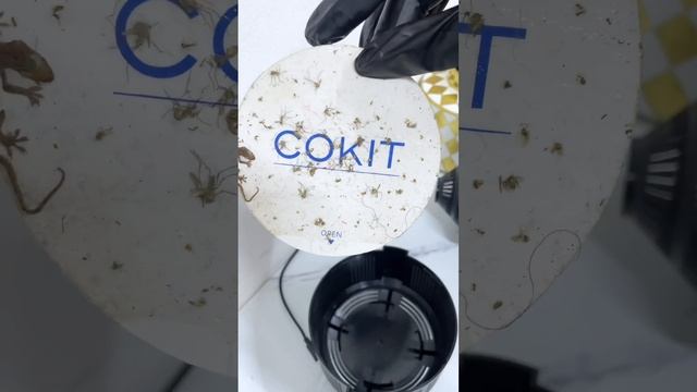 How to get rid of Mosquitoes & ???#youtubemadeforyou #insecttrap #howtogetridofmosquitoes смотреть онлайн