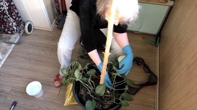 Пахнет паленым ? Всего лишь пересаживаю кофейное дерево смотреть онлайн