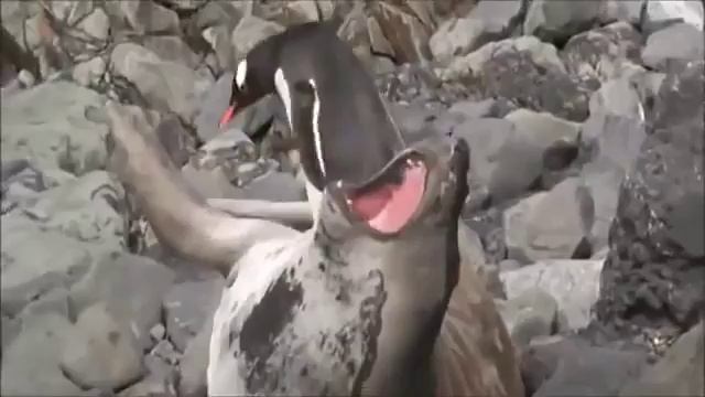 Тюлень и пингвин