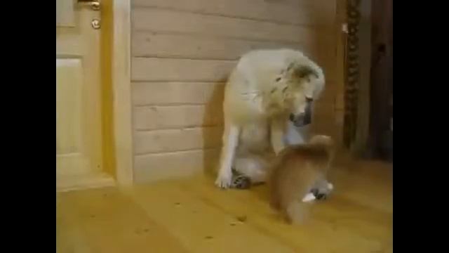 Собаки видео приколы смотреть бесплатно смотреть онлайн