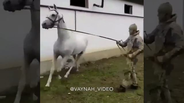 Чеченский конь смотреть онлайн