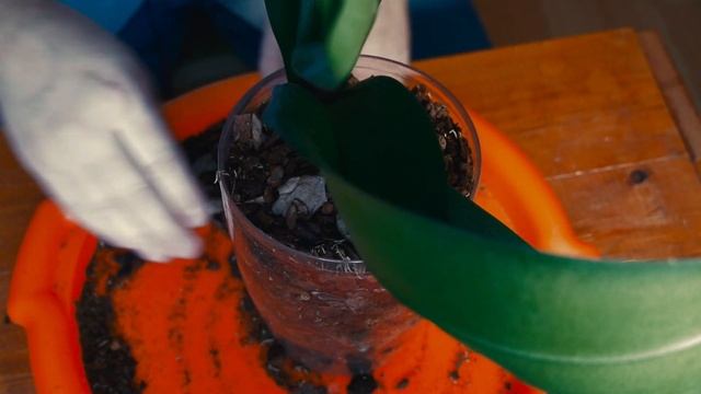 Пересадка орхидеи в домашних условиях своими руками в горшок, убираем корни, полив пошагово. смотреть онлайн