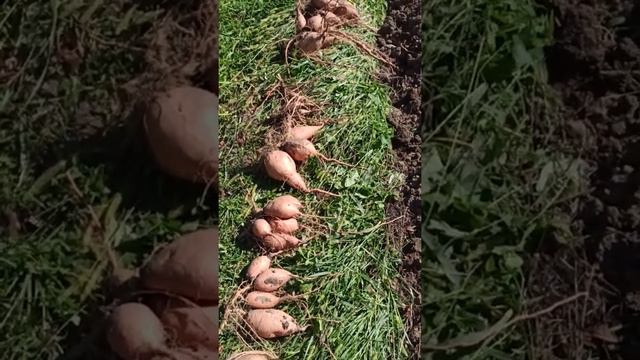 #sweetpotato #batatchudo Сорт батата Порто Амарелло. смотреть онлайн