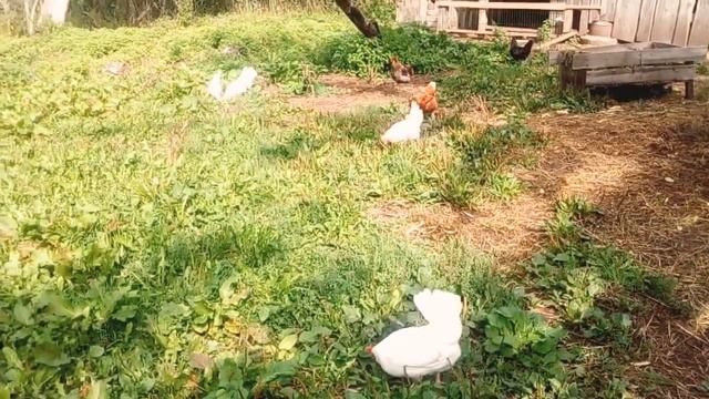 Мальчики ловят рыбу. смотреть онлайн