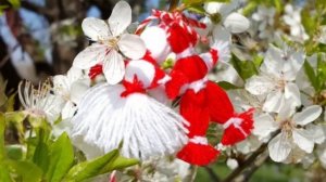 Баба Марта. Болгария