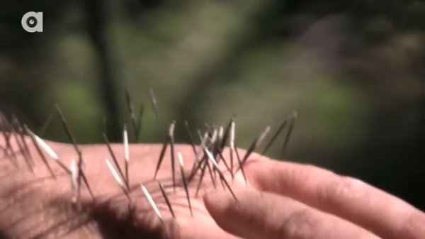 Атака дикобраза Иглы дикобраза в руке Brave Wilderness на русском