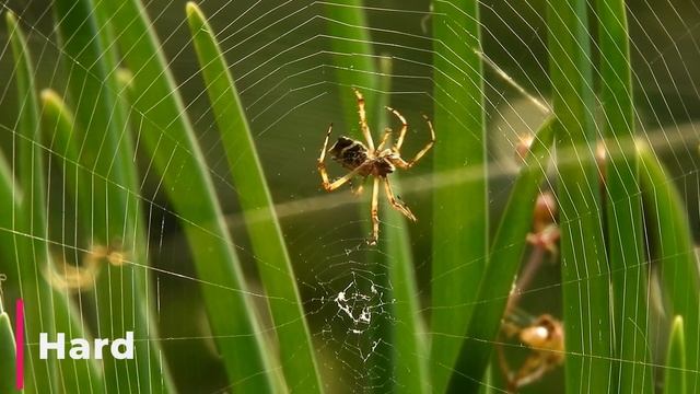 Как пауки плетут паутину? Разные уровни сложности смотреть онлайн