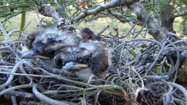 Tuquito Gris (Empidonomus Aurantioatrocristatus) Padre Y Pichones En Nido
