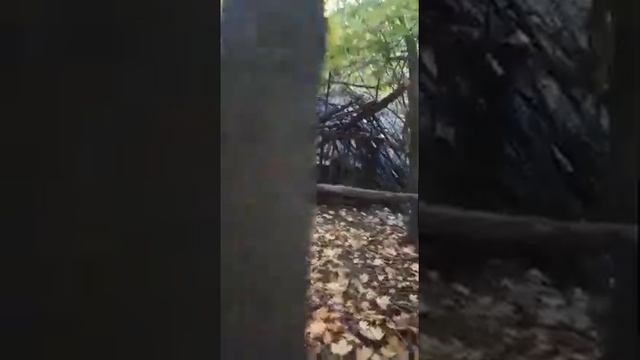 Кабан в Клетке . смотреть онлайн