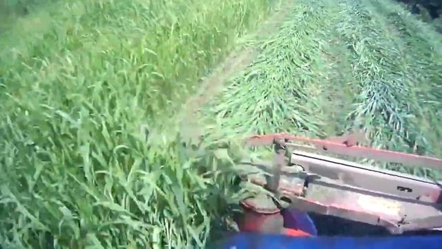 Суданка на сено! Почему я отказался от Суданки в этом году?#2 смотреть онлайн