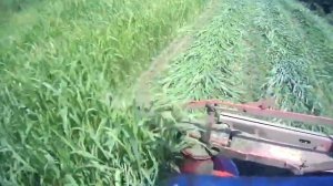 Суданка на сено! Почему я отказался от Суданки  в этом году?#2