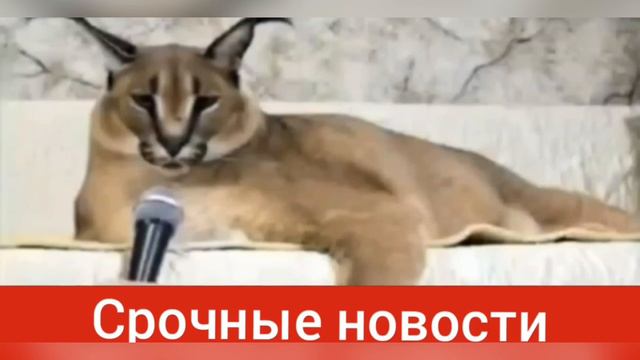 Сериал про Шлёпу «Заключённый» серия 2 - первый день смотреть онлайн
