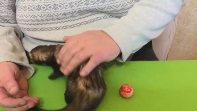 Handmade Simon.Обзор клетки для хорьков.Уход содержание и питание хорьков в домашних условиях. смотреть онлайн