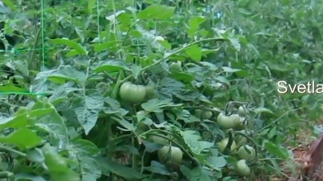 ПОЧЕМУ МОИ ТОМАТЫ НИКОГДА НЕ БОЛЕЮТ ФИТОФТОРОЙ! УБИЙЦА ГРИБКОВЫХ БОЛЕЗНЕЙ АПТЕЧНОЕ СРЕДСТВО-ТРИХОПО смотреть онлайн