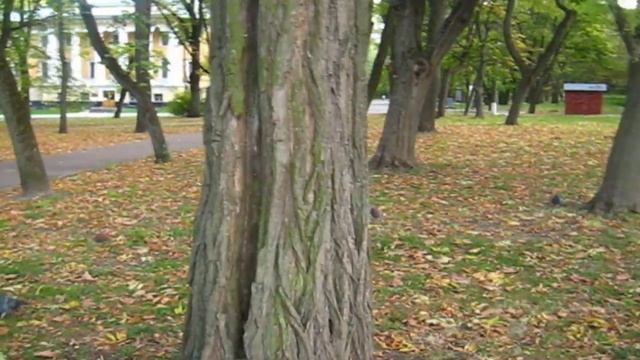 Флорида Ялта будет жить у сына на Бэкярде смотреть онлайн