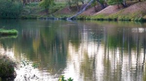 Футаж лесное озеро,