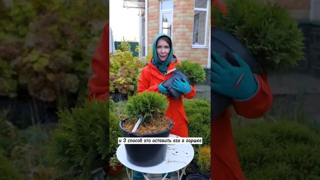 Чем опасна пересадка хвойных в зиму на улице