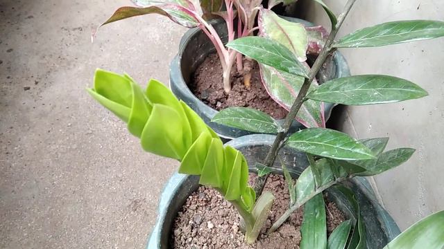 WHAT IS THE BENEFITS OF ZZ PLANT OR WELCOME PLANT TO MY FAMILY? смотреть онлайн