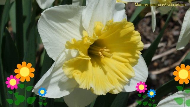 Нарцисс карлик Айс Фоллиес. Краткий обзор, описание характеристик narcissus Ice Follies смотреть онлайн