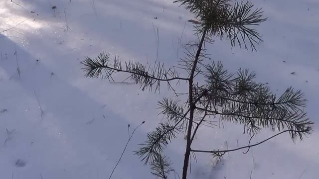 САМВЕЛ АДАМЯН ПСИХОЛОГИЧЕСКИЕ ПРОБЛЕМЫ. ЧТО ПРОИЗОШЛО В ТUWАЛЕТЕ