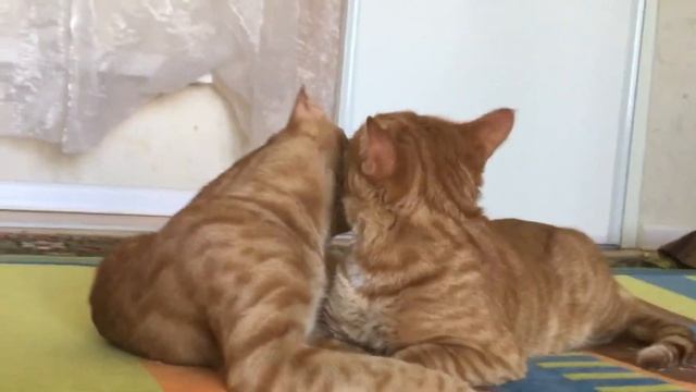 Мои #рыжие_котики ласкаются вылизывают друг друга #берегите_котиков смотреть онлайн