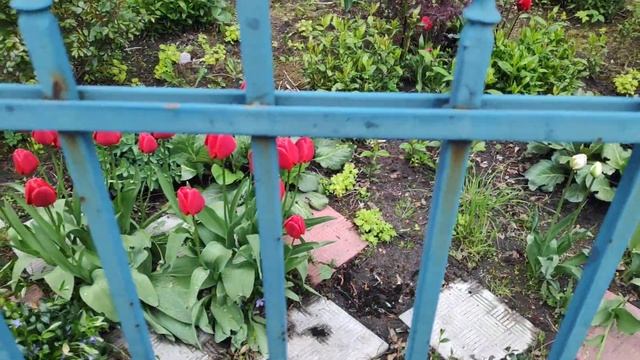 лютики цветочки??КТО знает название цветочка?? смотреть онлайн