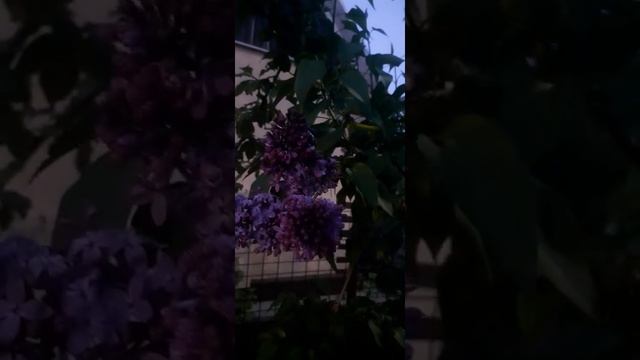 Майский жук на сирени смотреть онлайн
