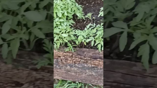 #vlog Чудище речное/секрет рыбалки/радуга/огород живёт своей жизнью. смотреть онлайн