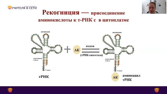 Биосинтез белка 10 класс. смотреть онлайн