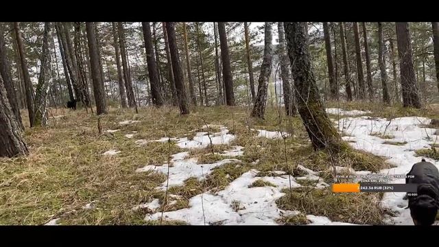 Пантера Луна на прогулке / Стрим от 11.04.2021 г.