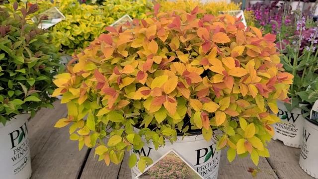 Double Play® Big Bang & Artisan® Spirea (Spiraea) // Superb, Easy To Grow, Colorful, Dwarf Shrubs