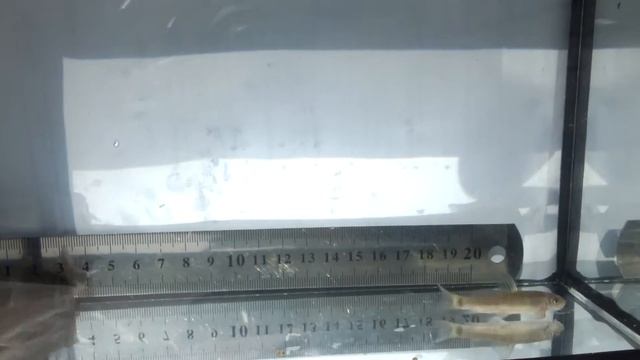 Гарра Руфа (лат. Garra rufa)(FISH-SPA) собственного разведения смотреть онлайн