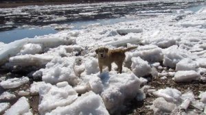 Ледоход на Лене, лед идет