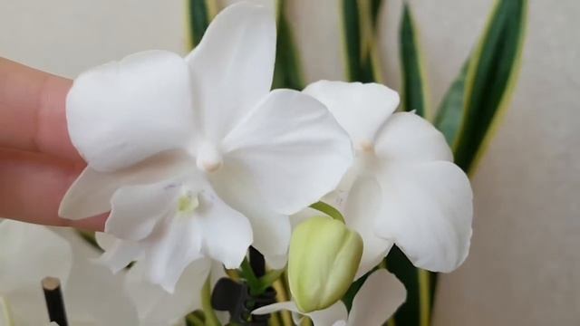 супер ОРХИДЕЯ Биг Лип из КАСТОРАМА orchid big lip castorama orchids орхидеи смотреть онлайн